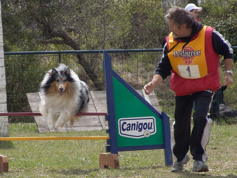 agility, sport canin